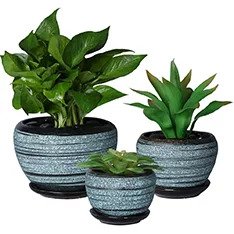 Pots for Succulent Plants
